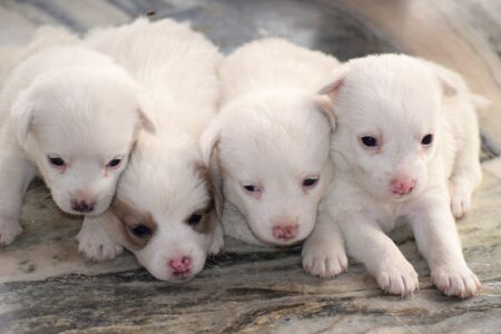 puppies-3849987_1280