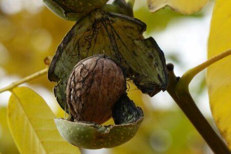 walnut-1593765_1280