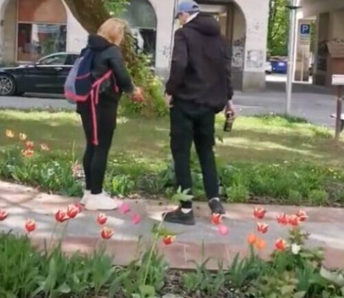 VIDEO: Žilinská zeleň láka „dobrákov“. Tulipány z Bulváru miznú ŽILINA