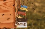 bee-colonies-4027005_1280